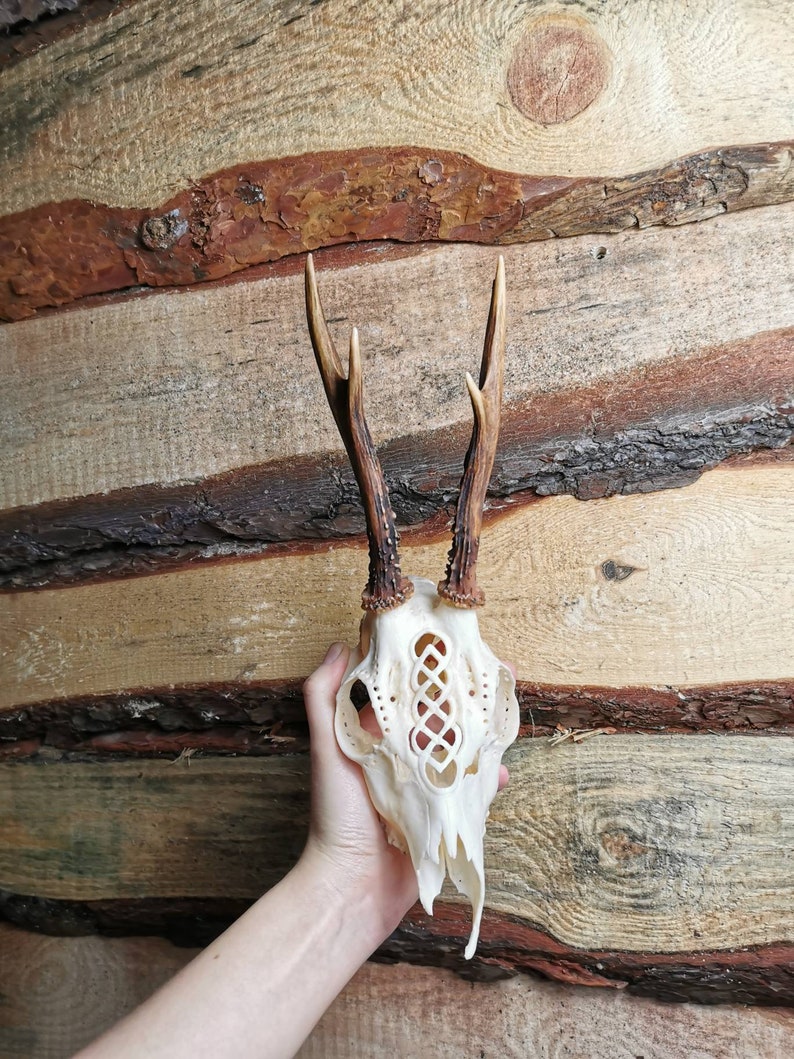Roe deer skull engraved art huge impressive Celtic knot ornaments carving gift boyfriend girlfriend mother father filigree buck real unique