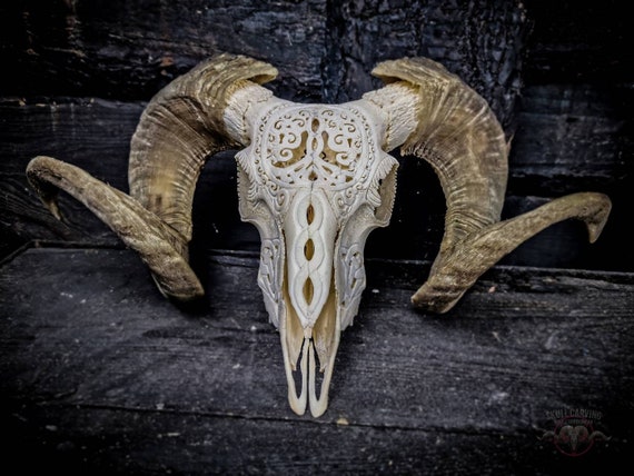 Made to Order Huge Impressive Ram Skull Real Bone Carving | Etsy