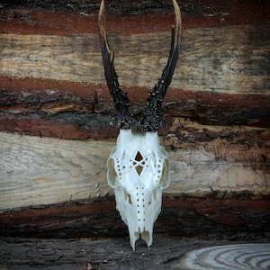 Made to order Roe deer skull engraved impressive pentagram 666 evil satan carving gift boyfriend girlfriend mother father buck Hexagram