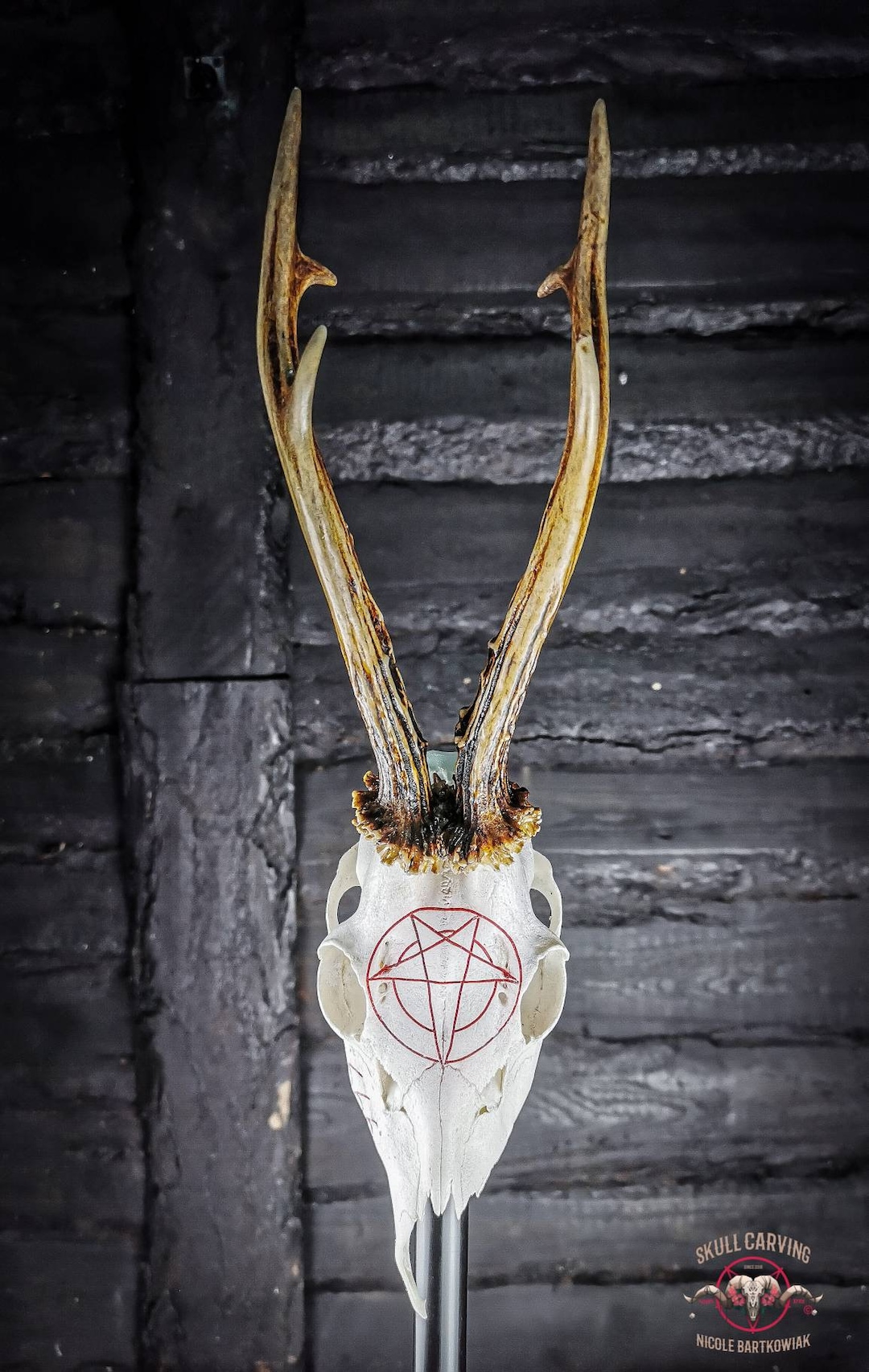 Engraved Pentacle Roe Deer Skull: Satanic Altar Decor - Etsy