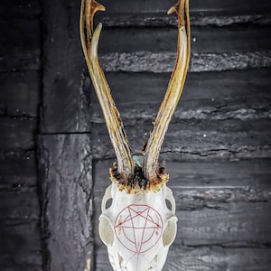 Made to order Pentacle Roe deer skull engraved huge impressive pentagram 666 evil satan carving gift boyfriend girlfriend mother father buck