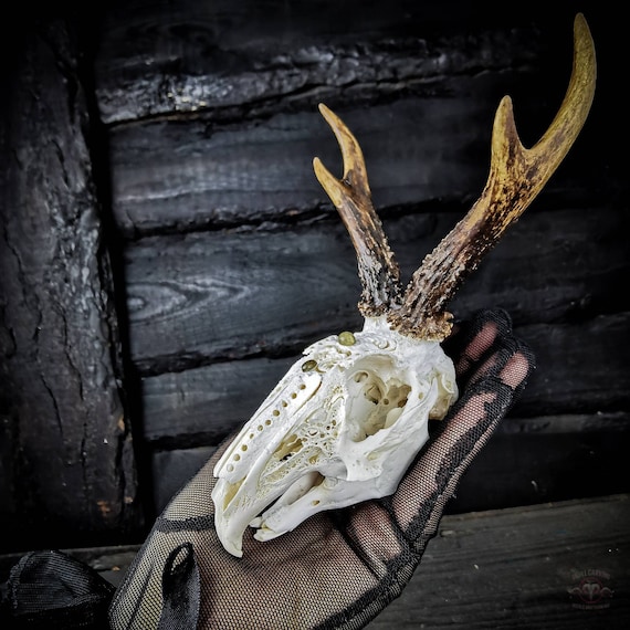 Real Jackalope Skull With Deer Antlers & Labradorite - Framed