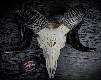 Peut inclure: Un crâne de bélier blanc avec des cornes noires est sculpté avec un pentagramme et des motifs floraux. Le crâne est sur un fond en bois noir avec une carte de visite qui indique "Skull Carving, Michele Bartolotta".