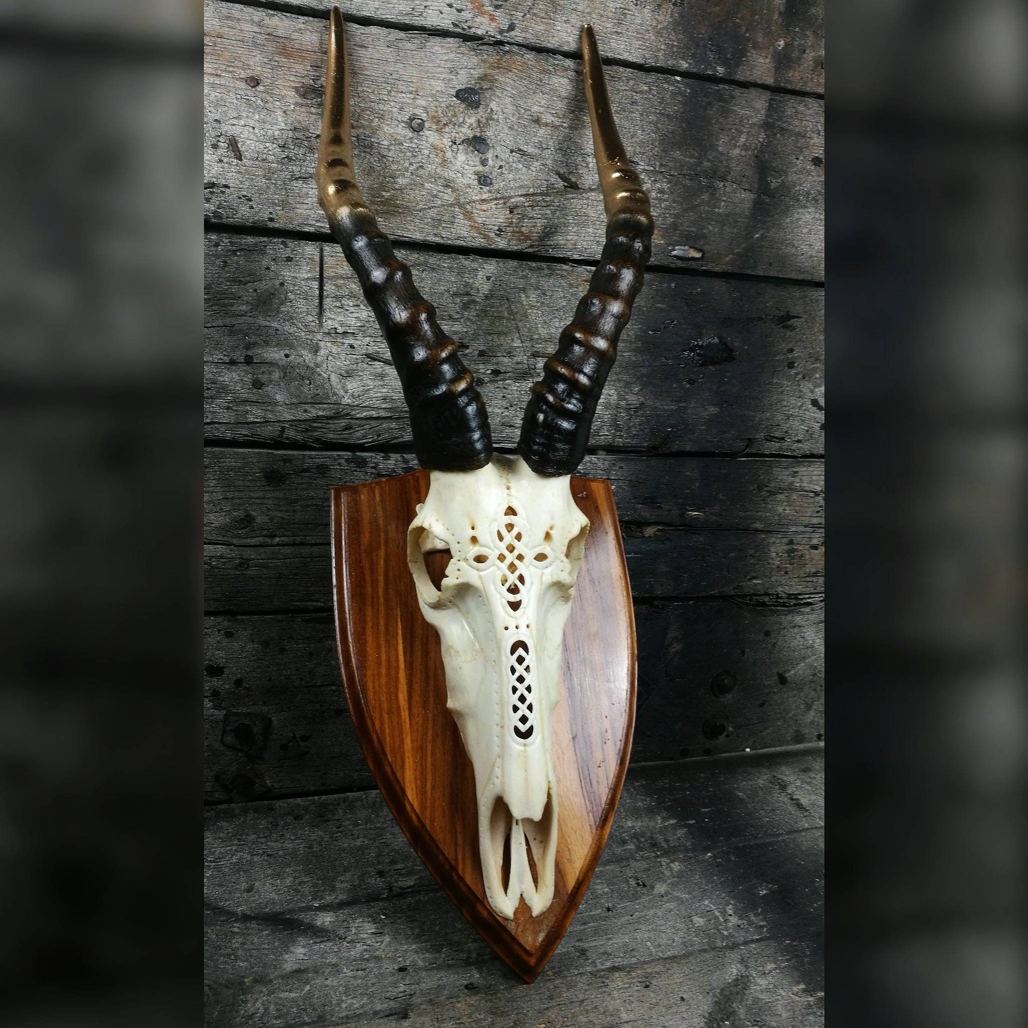 Engraved Blesbok Skull: Exotic Antelope With Golden Horns on