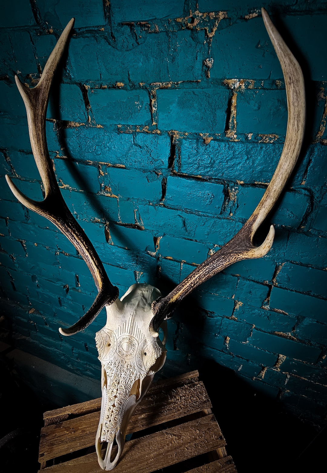 ヴ*ん様 蝦夷鹿hunting trophy（deer skull）アシンメトリ il_1080xN.6082222011_aovr.jpg