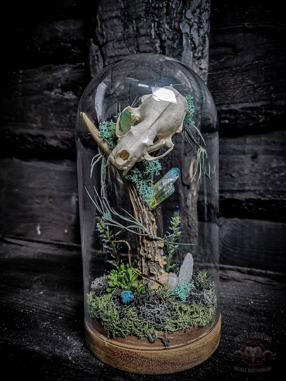 Mink Skull & Antler Display Dome: Quartz Crystals, Moss, Woods - Etsy