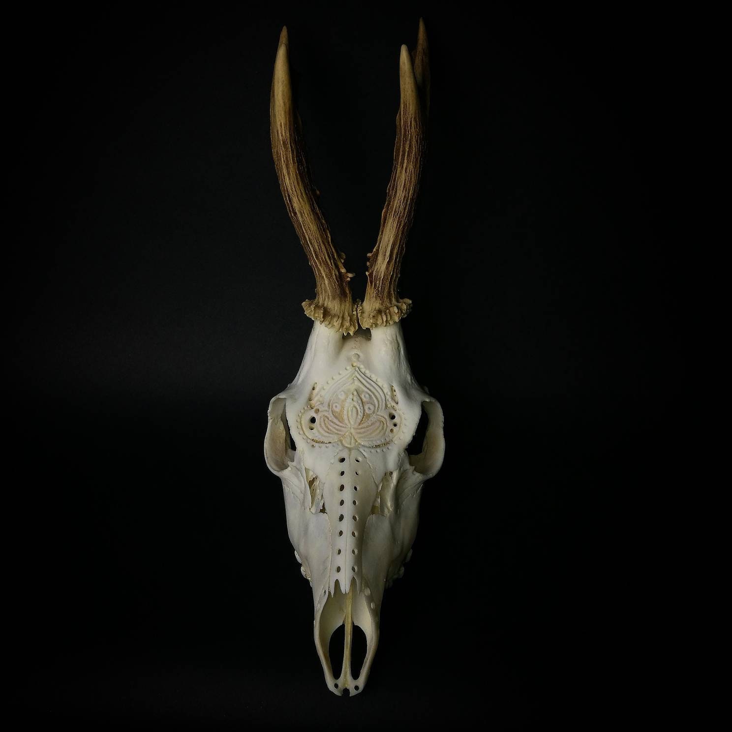Carved Made To Order Roe Deer Skull Girlfriend Or Boyfriend Etsy