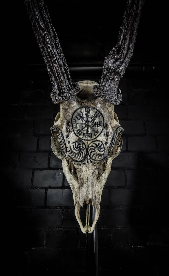 Engraved Roe Deer Skull: Aegishjalmur & Vegvisir Viking Design - Etsy