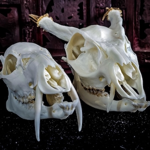 Real muntjac , Chinese water deer skull with fangs dragon