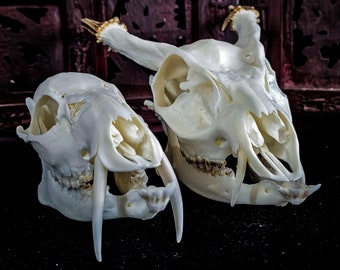 Real muntjac , Chinese water deer skull with fangs dragon