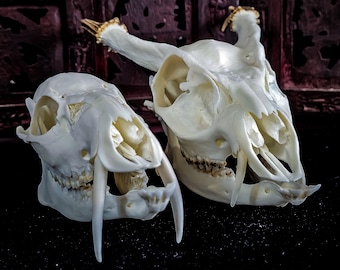 May include: Two animal skulls, one with large teeth and the other with antlers, are displayed on a dark background. The skulls are white and appear to be cleaned and polished.