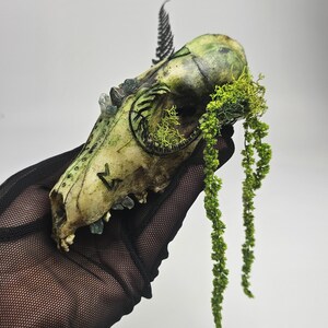 May include: A detailed, decorated animal skull with green and yellow hues, adorned with green moss and crystals. The skull has markings and is held by a gloved hand, creating a gothic or fantasy aesthetic.