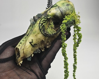 本物のホッキョクギツネの頭蓋骨（Vulpes lagopus）。専門家による洗浄