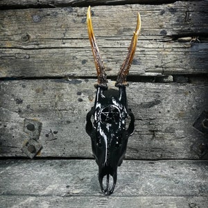 Made to order Roe deer skull with engraved design pentagram painted shiny black real bone gift idea evil 666 satan ave samael  boyfriend