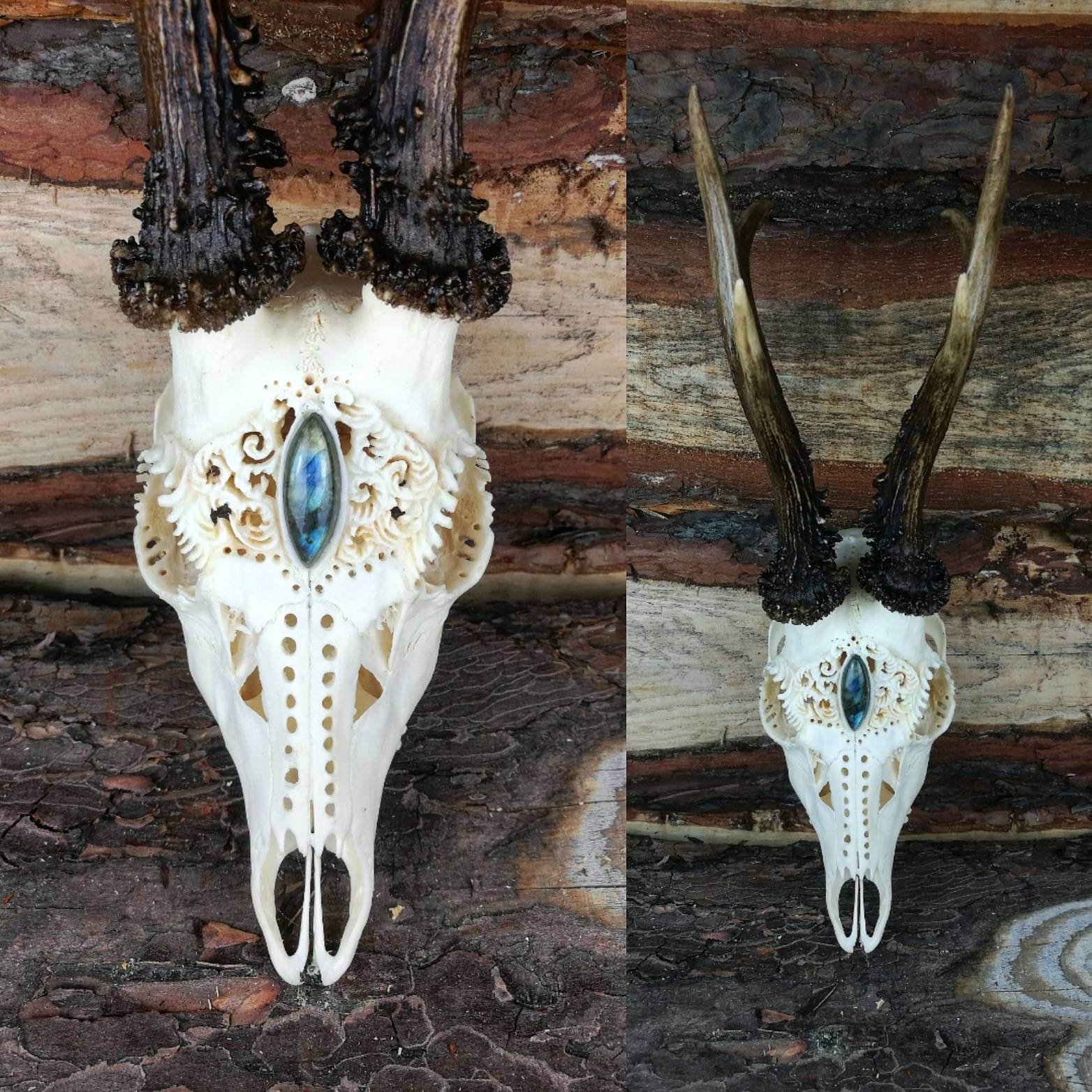 Engraved Roe Deer Skull With Antlers: Labradorite Cabochon
