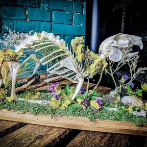 On Stock Real Rabbit Anatomical Skeleton in Dome for Veterinary ...