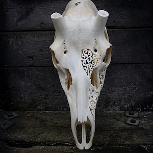MADE TO ORDER Carved European stag deer skull without horns flowers swirly ornaments