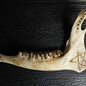 Pendentif gravé pentagramme mâchoire de chevreuil : ornement de collier sorcellerie