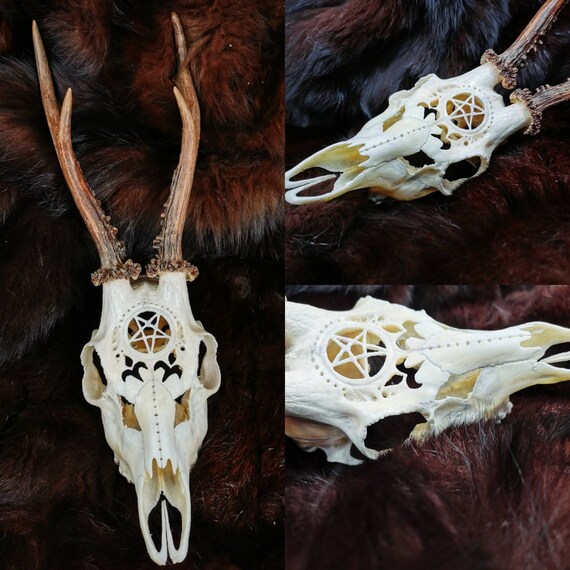 彫刻されたノロジカの頭蓋骨：五芒星の彫刻、ゴス装飾 - Etsy 日本
