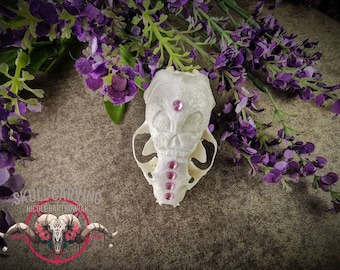 Fabriqué sur commande, crâne de vison américain avec ornements gravés en filigrane de crâne humain sur le front et strass de toutes les couleurs