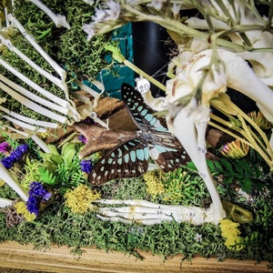 On Stock Real Rabbit Anatomical Skeleton in Dome for Veterinary ...