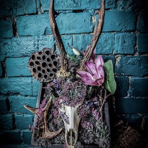 Roe Deer Skull Art: Framed Antlers, Labradorite & Amethyst Crystals