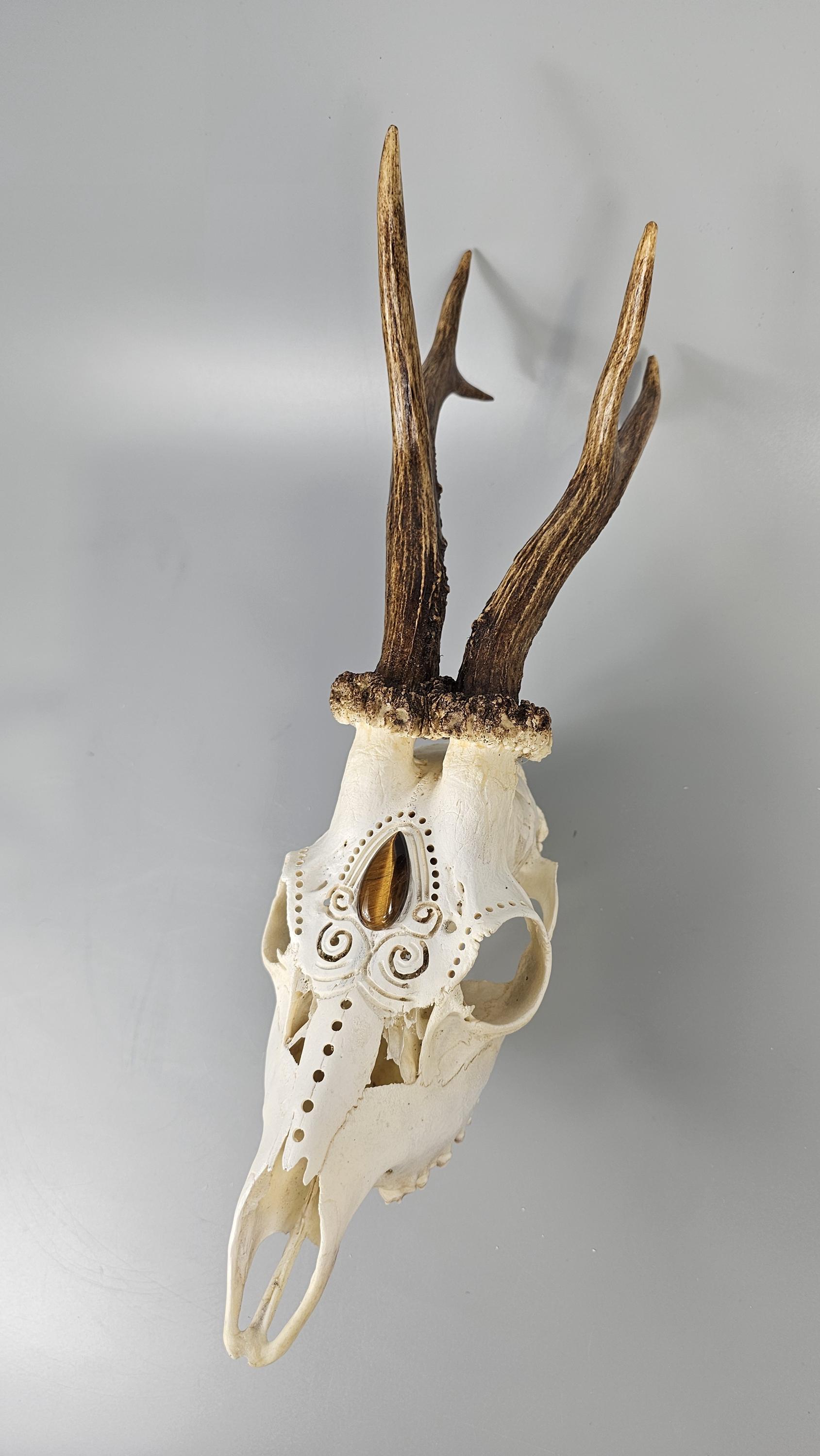 彫刻されたノロジカの頭蓋骨アート：タイガーアイカボション、壁掛け