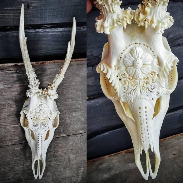 Engraved Roe Deer Skull: Daisy Flower Carving, White Antlers
