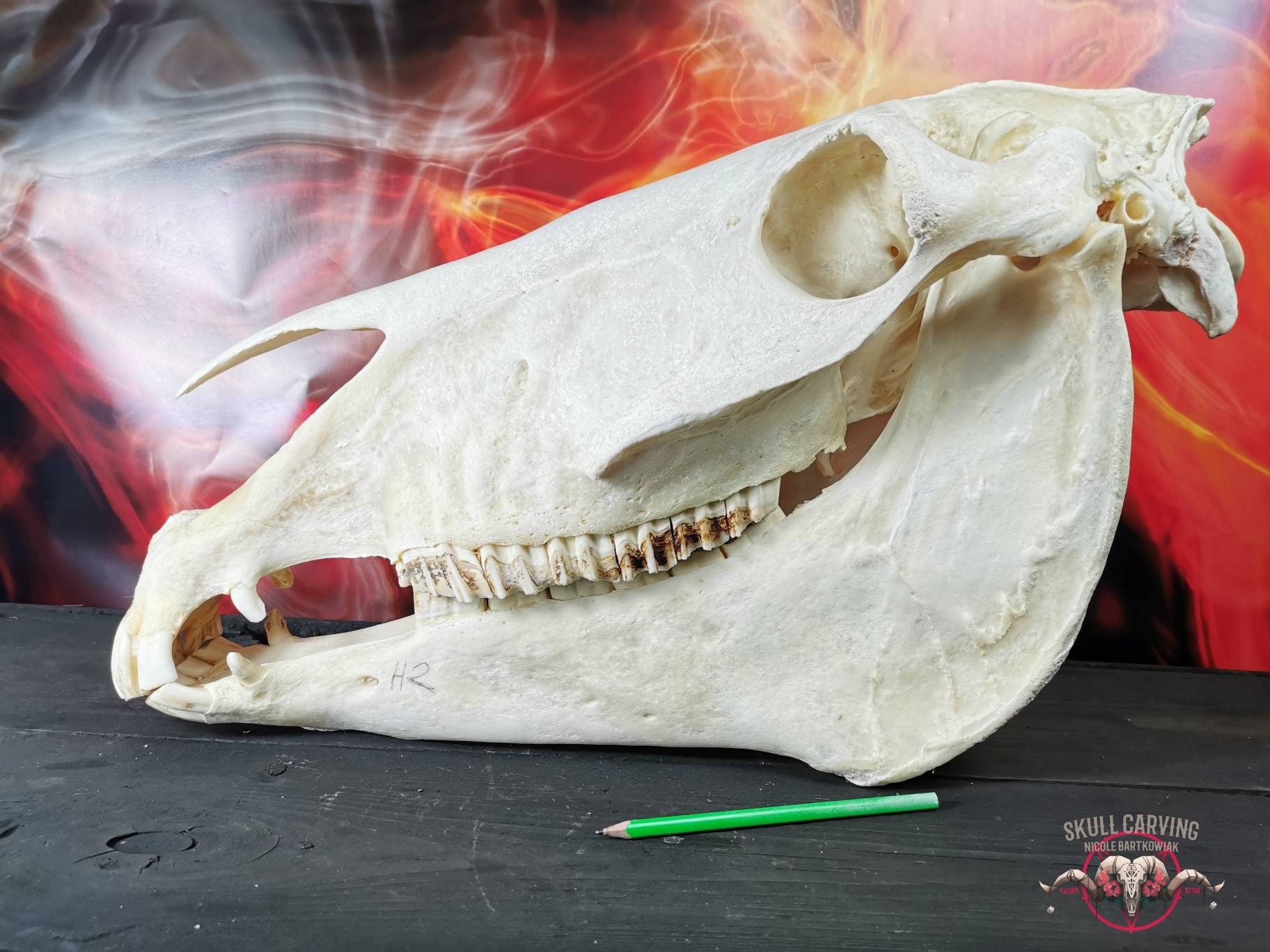 Echter Alligator-Schädel - Naturpräparat Für Unterricht & Dekoration