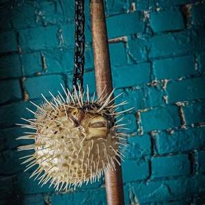 Piggsvinsfisk slaga riktig taxidermi Mr. Puff blåfisk stor!