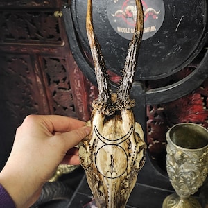 Erschwingliche echte Tierschädel-Kunst-Reh mit graviertem Design der gehörnten Göttin gealtert