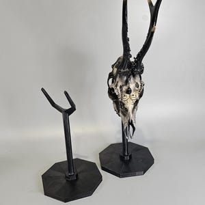 Op de afbeelding: Een gedetailleerde herten schedel carving met zwarte en gouden geweien, tentoongesteld op een zwarte standaard. De schedel heeft ingewikkelde gravures en staat tegen een neutrale achtergrond. Een tweede standaard is ook zichtbaar.