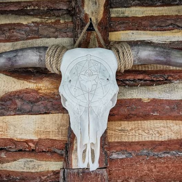 Real Longhorn Skull Etsy