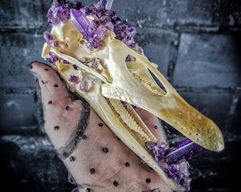 ガチョウの頭蓋骨、鳥の羽、剥製、野鳥、ガチョウの骨 - Etsy 日本