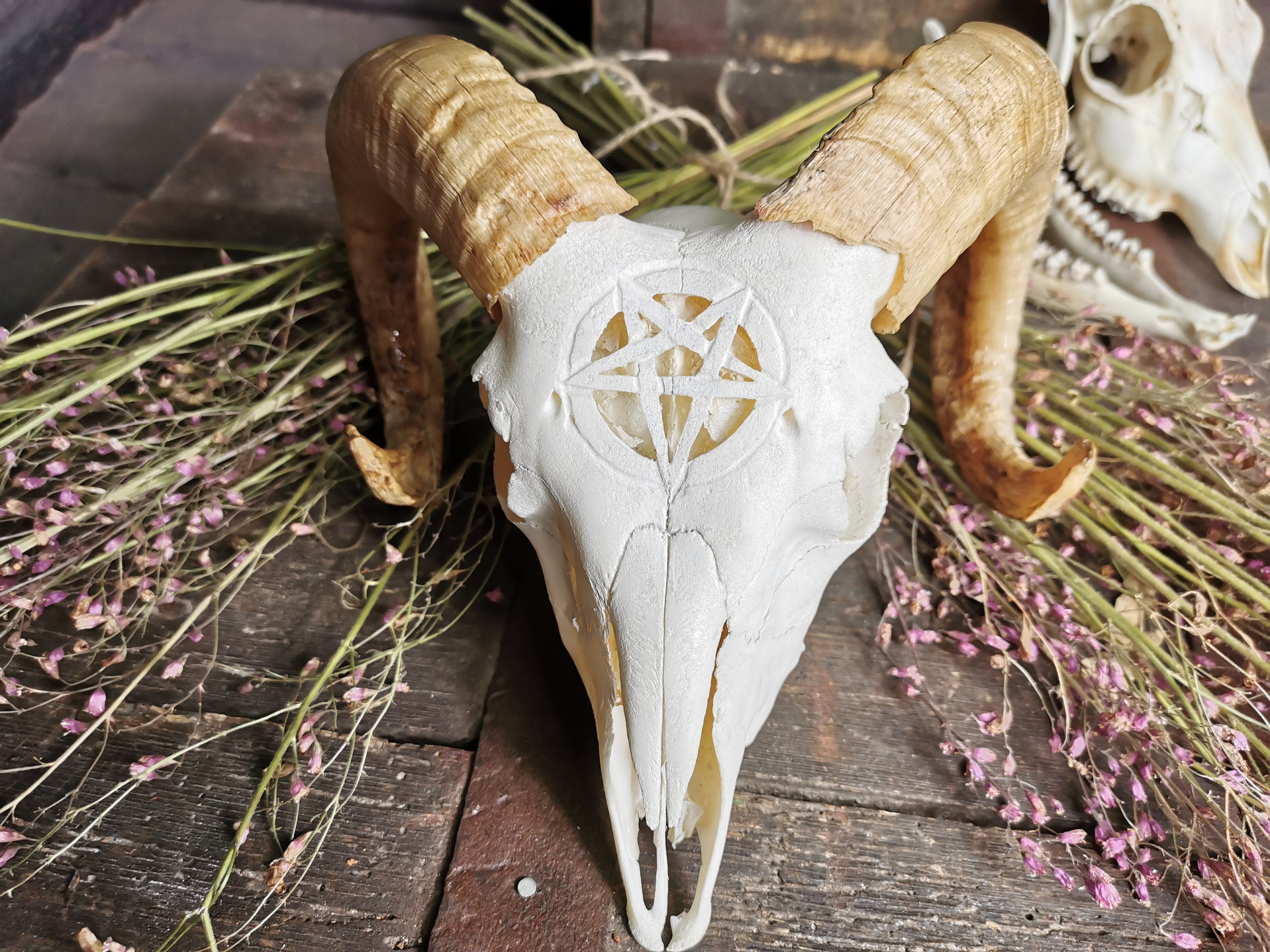 MADE TO ORDER Real Young goat skull with pentacle pentagram | Etsy