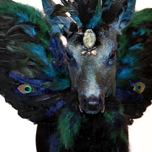 Puede incluir: Una cabeza de ciervo disecada con plumas negras, azules y verdes, un escarabajo enjoyado en la frente y un par de alas hechas de plumas.