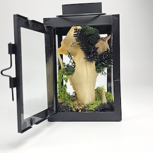 Fuchsschädel & Moos Terrarium in Metall Laterne: Handgemachte Waldszene