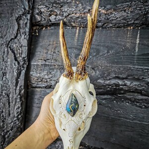 Può includere: Un teschio di cervo bianco con corna, intagliato con intricati motivi floreali. Una pietra preziosa blu-verde con una runa dorata è incastonata nella fronte del teschio. Il teschio è tenuto in una mano su uno sfondo di legno scuro. "Skull Carving" è scritto in bianco su sfondo nero nell'angolo in basso a destra.