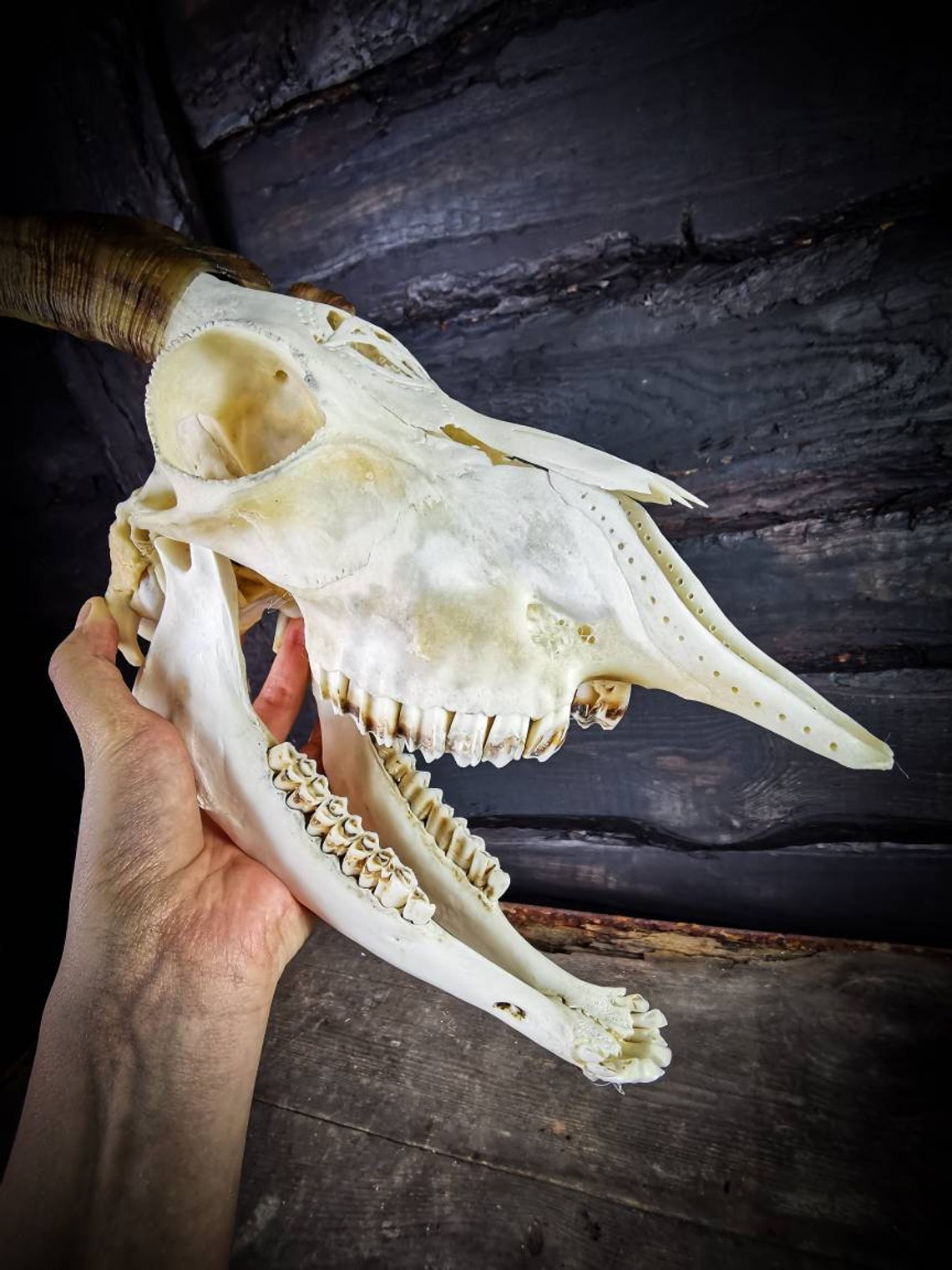 Made to order Real goat skull with jaw. Engraved pentacle | Etsy
