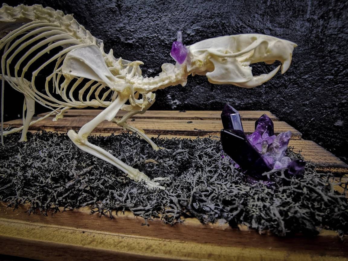 Squelette Rat Halloween Taille Réelle - Décoration Effrayante En Plastique Pour Maison Hantée