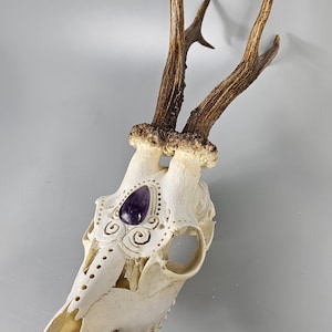 Echter Reh Schädel mit graviertem Design und Teardrop Cabochon in amethyst violett