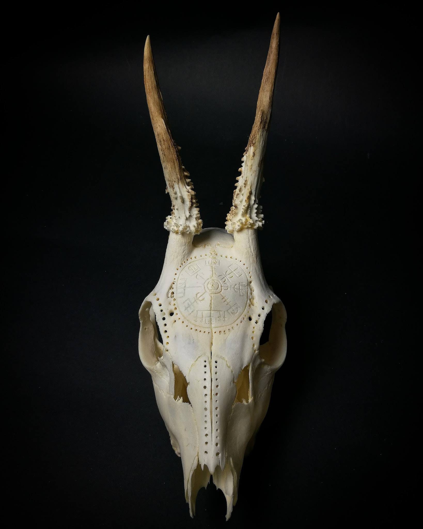 Made To Order Carved Roe Deer Skull For Girlfriend Or Etsy
