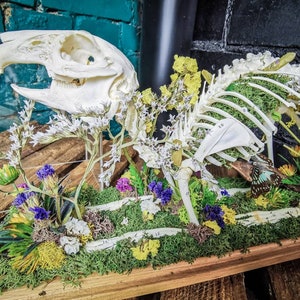 On Stock Real Rabbit Anatomical Skeleton in Dome for Veterinary ...