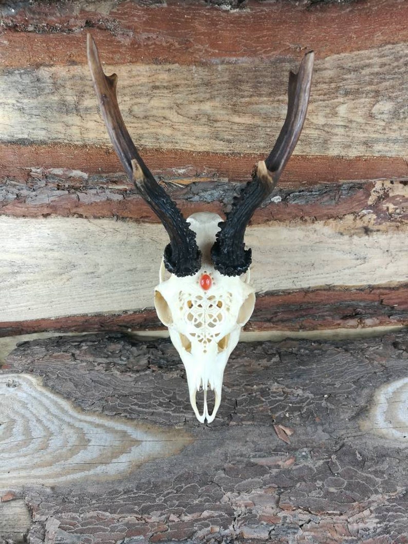Made to order Real Roe deer skull with engraved ornaments carving gift girlfriend filigree buck unique crystal stone carnelian cornelian