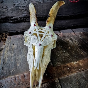 May include: A white goat skull with intricate carvings and red gemstones. The skull is mounted on a wooden surface. The text "SKULL CARVING" and "NIDDLE BARTKOWIAK" is visible above the skull.