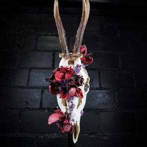 Real Roe deer skull with big antlers,  amethyst crystals, stones and red flowers