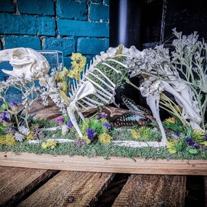 On Stock Real Rabbit Anatomical Skeleton in Dome for Veterinary ...