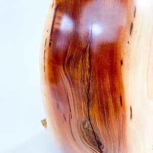 Manzanita Burl Wabi-sabi Style Dry Vase Barely There Swan-Series 16.5h x 6.5d arctostaphylos image 3