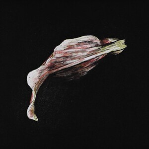 May include: A single, dried, pink and green flower petal on a black background.
