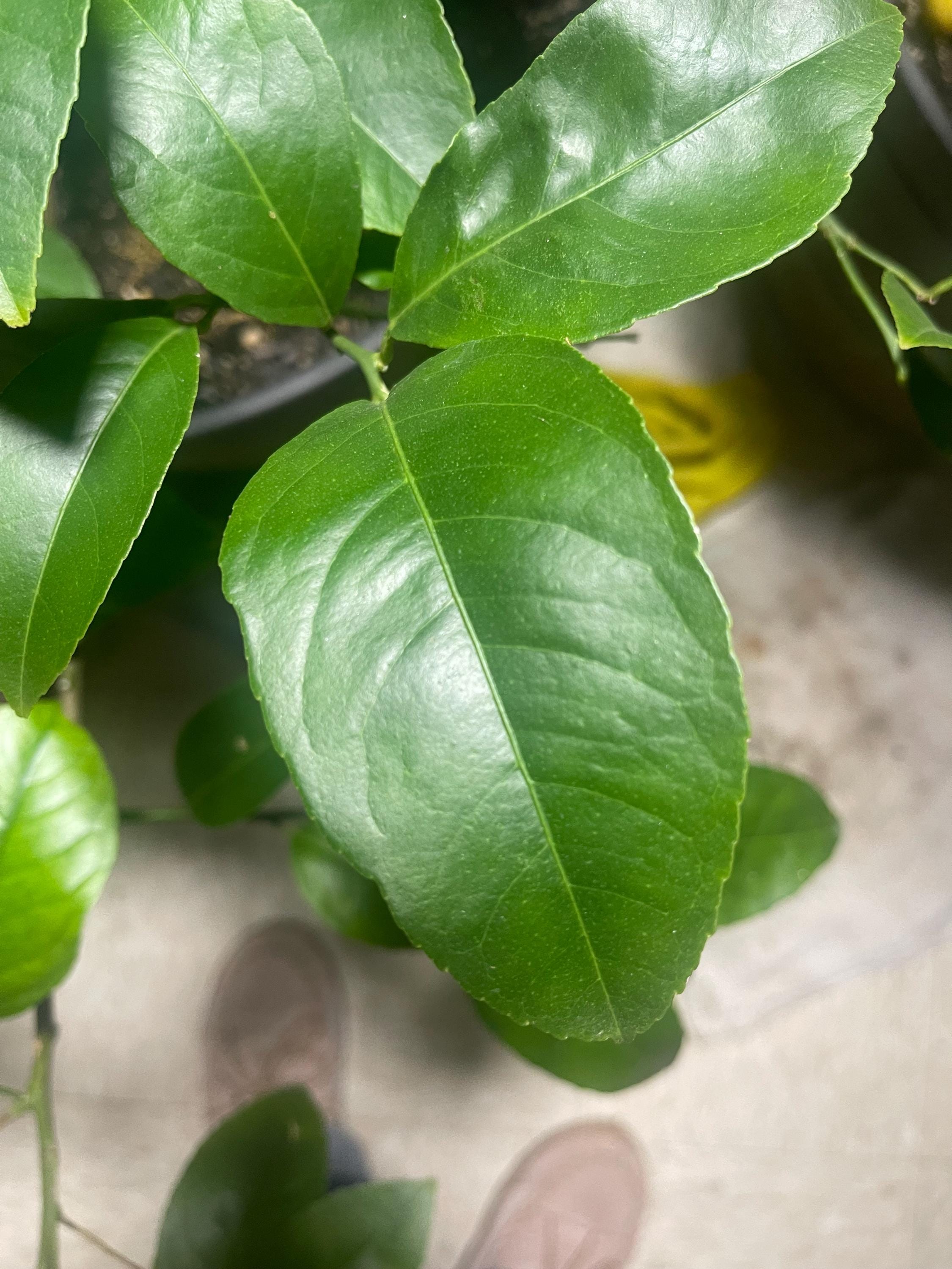 Myer improved lemon